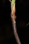 Sharpscale sedge